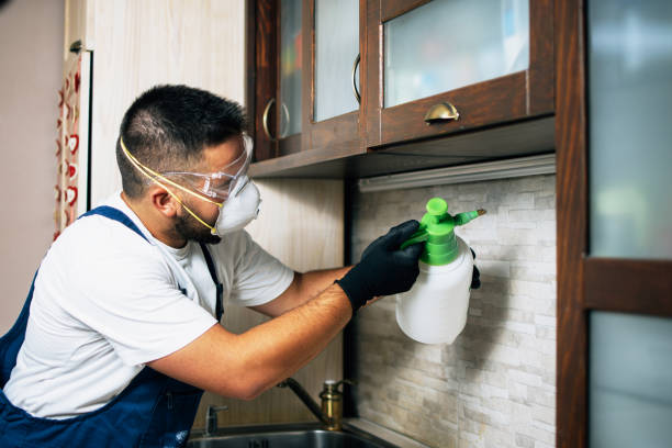 Best Ant Control Services  in Buena Vista, CO