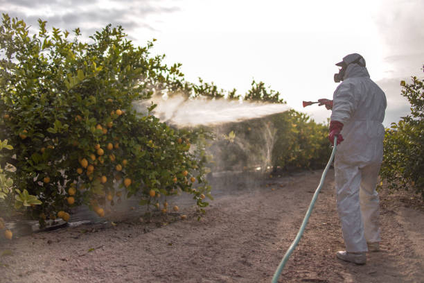 Best Cockroach Control Services  in Buena Vista, CO