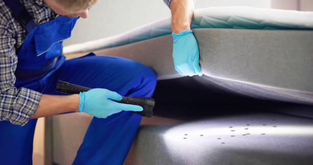 Best Wasp Removal Services  in Buena Vista, CO