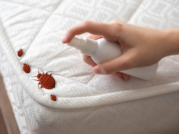 Professional Pest Control in Buena Vista, CO